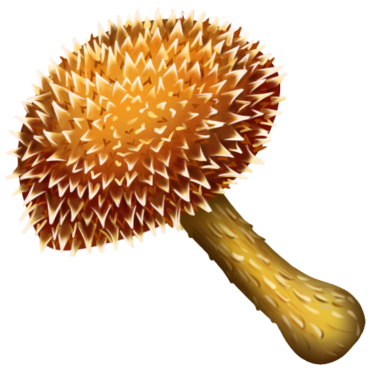 creeping_rot_mushrooms