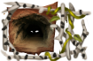 title_the_dweller_of_the_dark